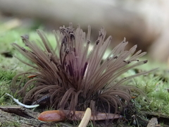 Stemonitis flavogenita