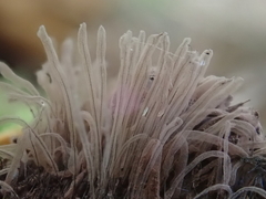 Stemonitis flavogenita