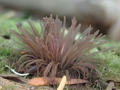 Stemonitis flavogenita
