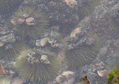 Lytechinus semituberculatus