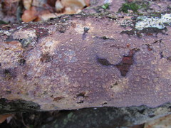 Corticium roseocarneum