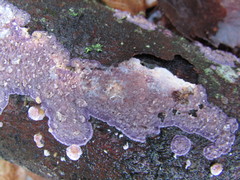 Corticium roseocarneum