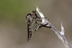Nicocles