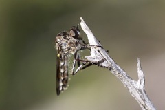Nicocles