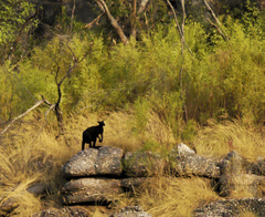 Osphranter bernardus
