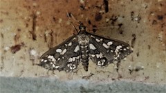 Ischnurges illustralis