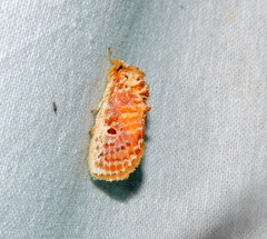 Demonarosa rufotessellata