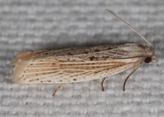 Eucosma ambodaidaleia