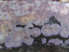 Corticium roseocarneum