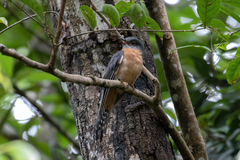 Chestnut-Breasted Cuckoo photo 5