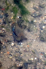 Zenarchopterus buffonis