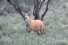 Boselaphus tragocamelus