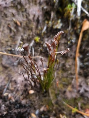Schizaea australis