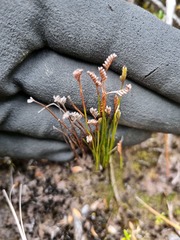 Schizaea australis
