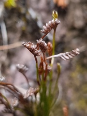 Schizaea australis