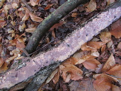 Corticium roseocarneum