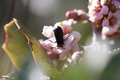 Lytta crotchii
