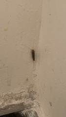 Ctenolepisma longicaudatum