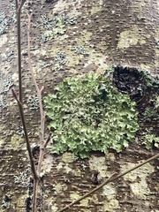 Cetrelia cetrarioides