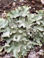 Cetrelia cetrarioides