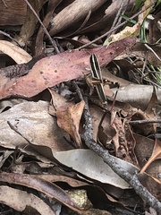 Macrotona mjobergi