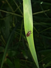 Coleoptera