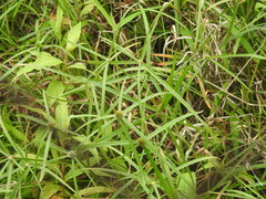 Cyperus aromaticus