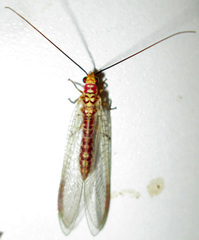 Italochrysa