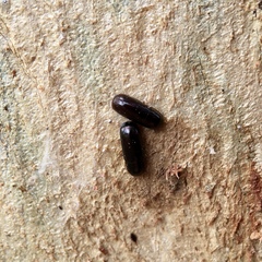 Pseudomorphini