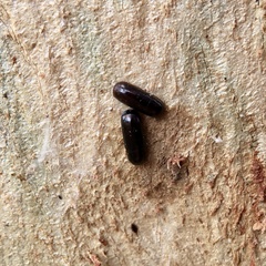 Pseudomorphini