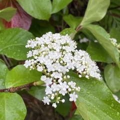 Viburnum japonicum