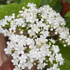 Viburnum japonicum