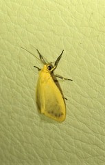 Symmetrodes sciocosma