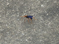 Leptodialepis bipartitus