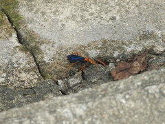 Leptodialepis bipartitus