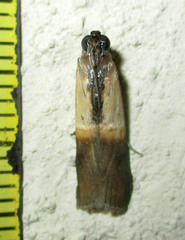 Ulophora