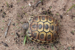 South African Bowsprit Tortoise photo 3