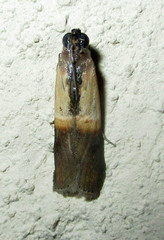Ulophora