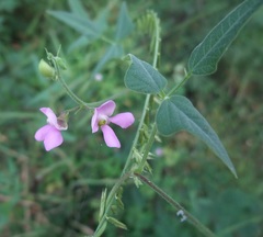 Phaseolus acutifolius