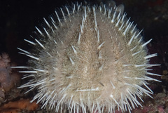Echinus gilchristi