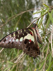 Graphium macfarlanei