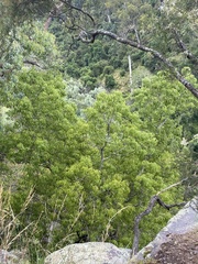 Brachychiton populneus