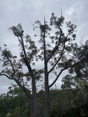 Brachychiton populneus