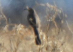 Toxostoma crissale