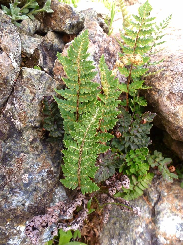 Paragymnopteris marantae