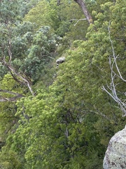 Brachychiton populneus