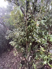 Quercus salicina