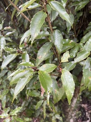 Quercus salicina