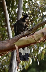 Zanda funerea funerea