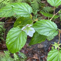 Rubus grayanus